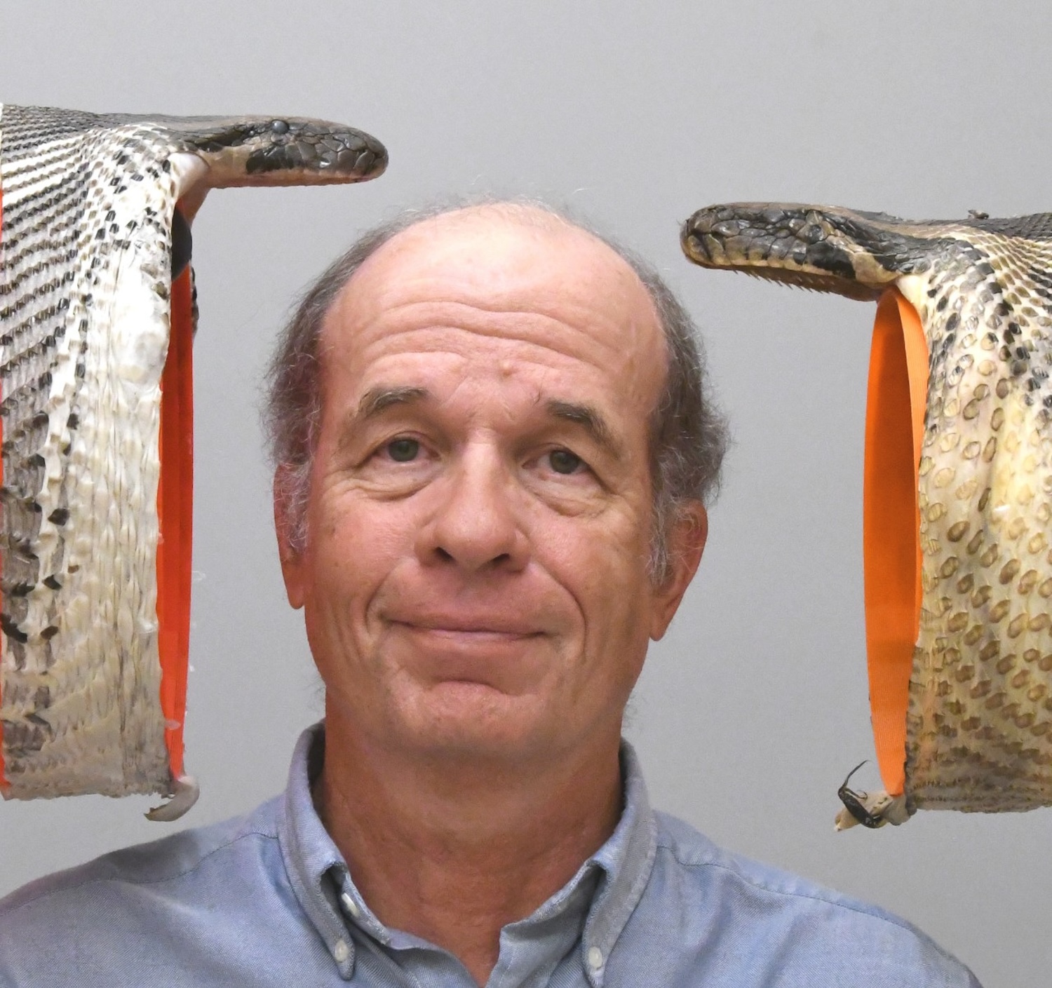 University of California professor Bruce Jayne poses with a Burmese python specimen with a gape of 8.7 inches, right, compared to an even larger specimen with a gape of 10.2 inches.