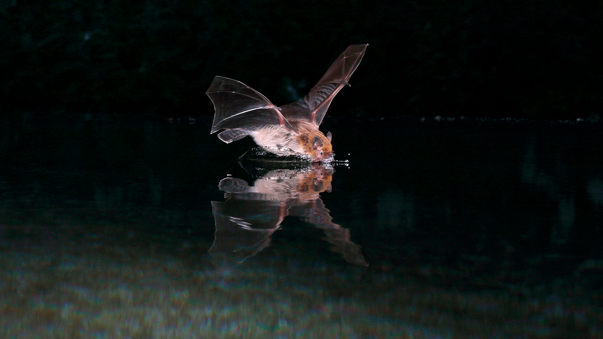 a small bat glides over water