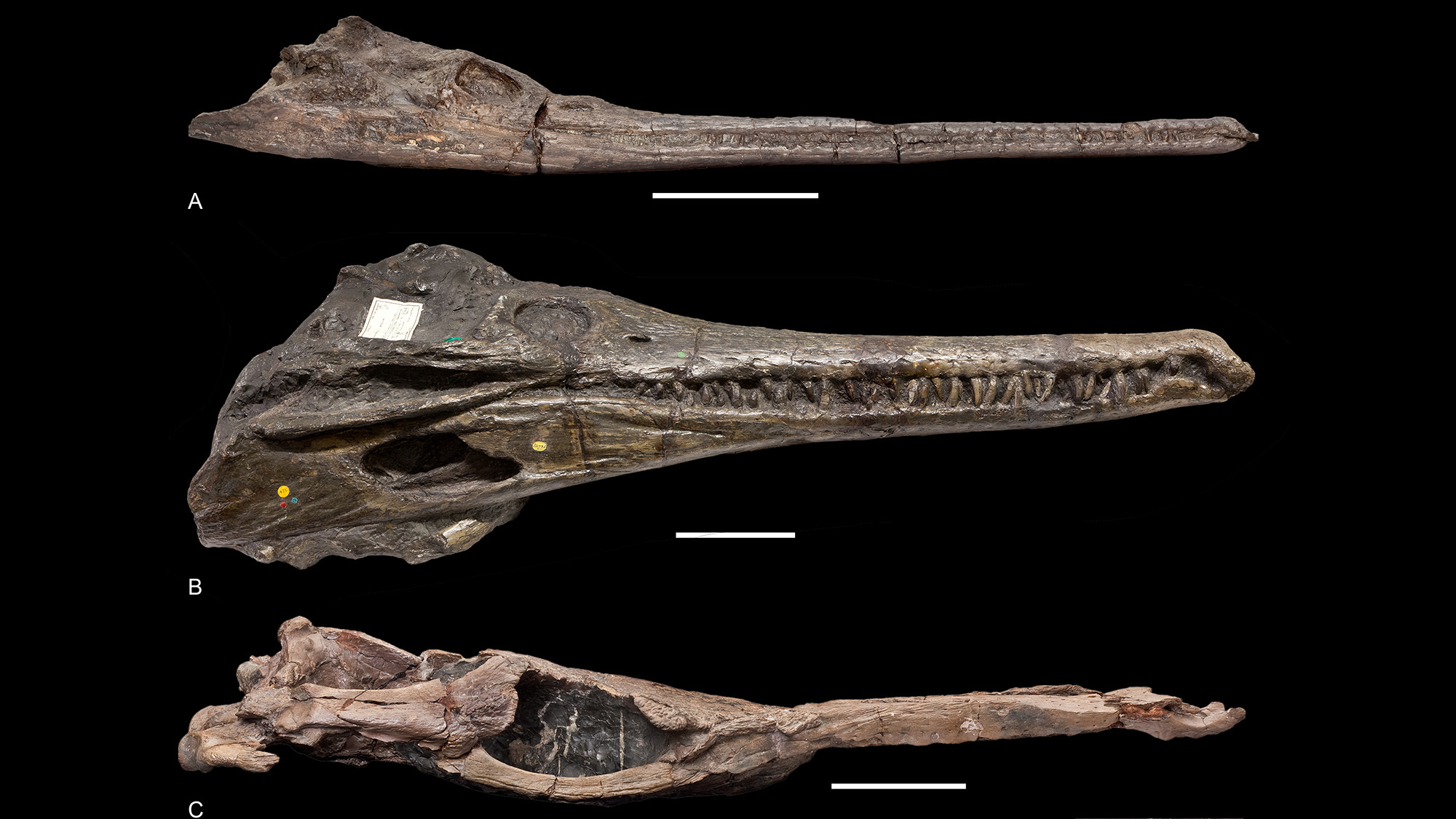 Thalattosuchian skulls. Showing the semi-aquatic species (A and B), and the fully aquatic metriorhynchid (C).