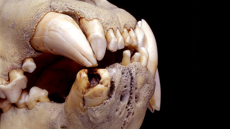 a lion skull with a close up on its teeth. one of the bottom teeth has a large black cavity.