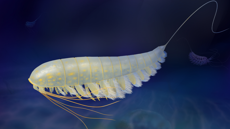 An illustration of Lomankus edgecombei. This arthropod lived about 538 to 485 million years ago in dark and low-oxygen environments.