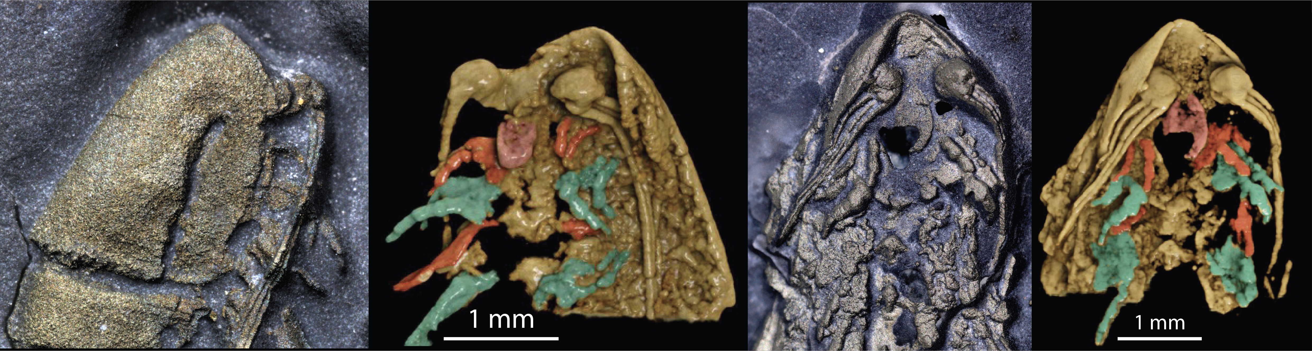 four detailed scans of an arthropod head