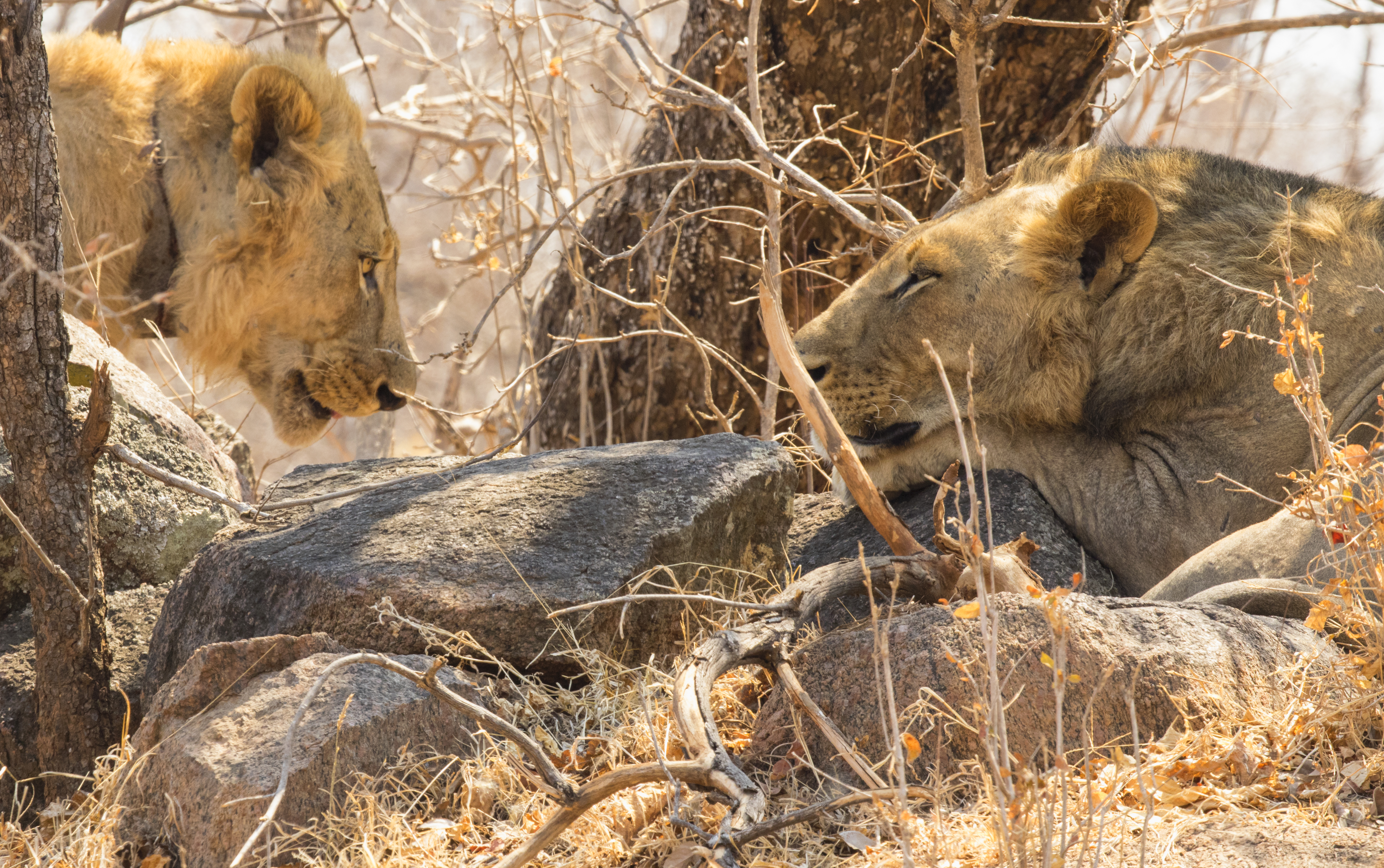 two male lions without manes sit in dried grass. one is resting is head on a rock. 