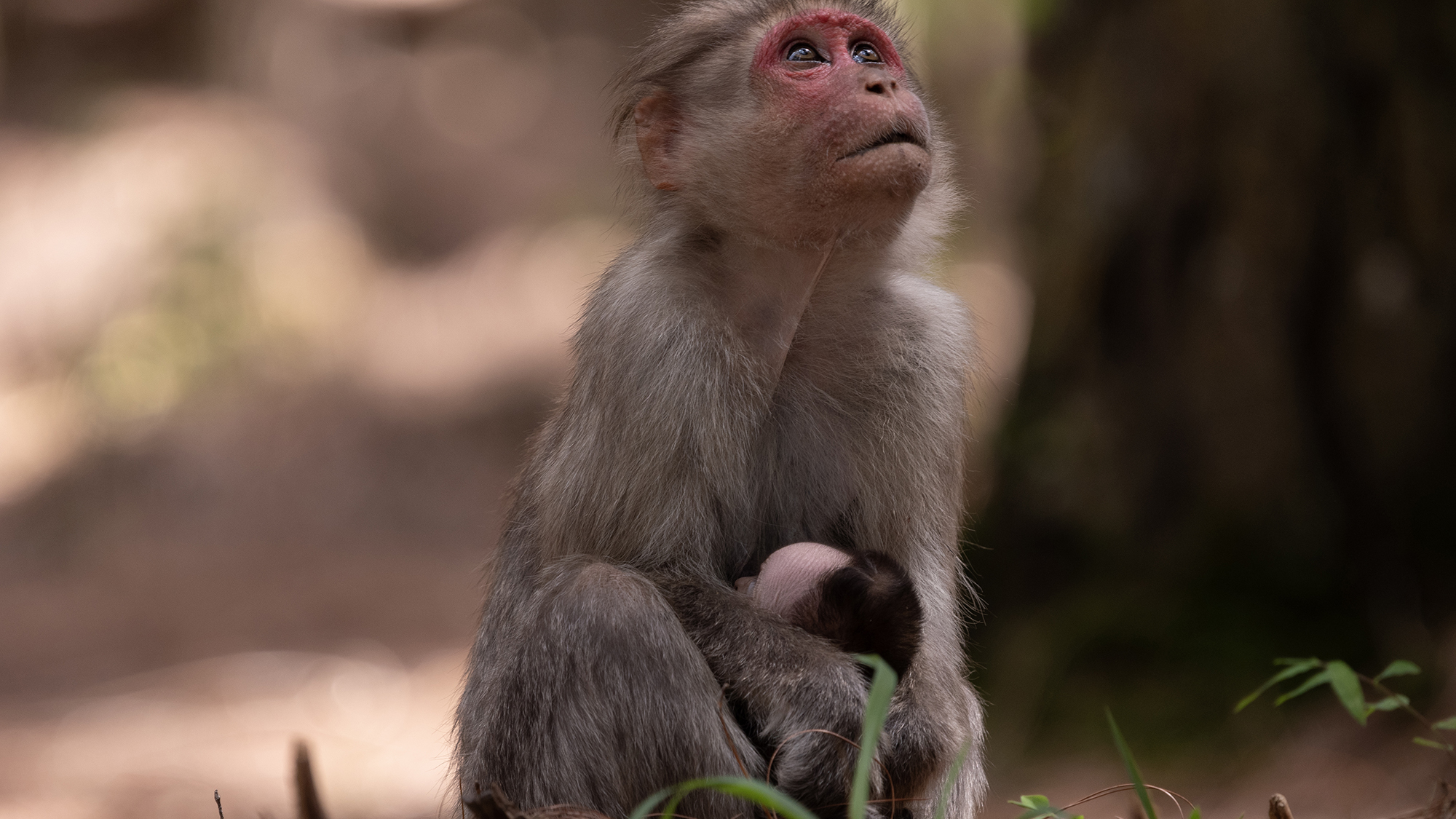 A monkey carrying dead offspring.