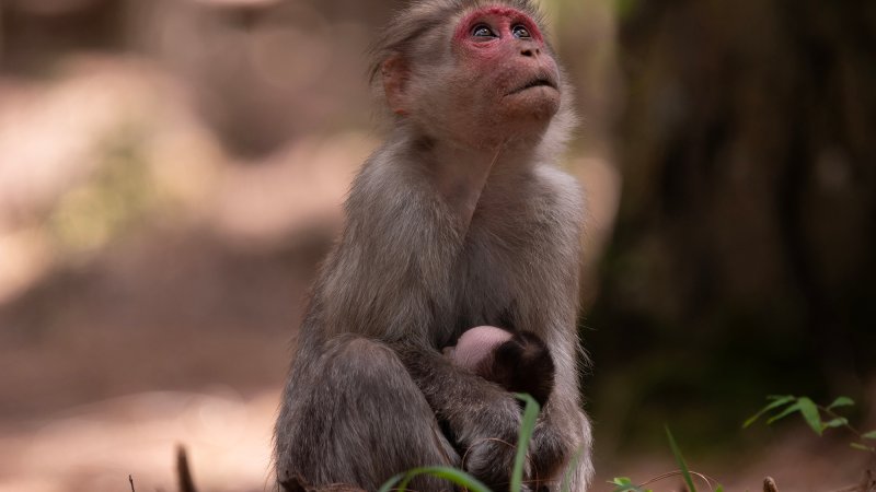 A monkey carrying dead offspring.