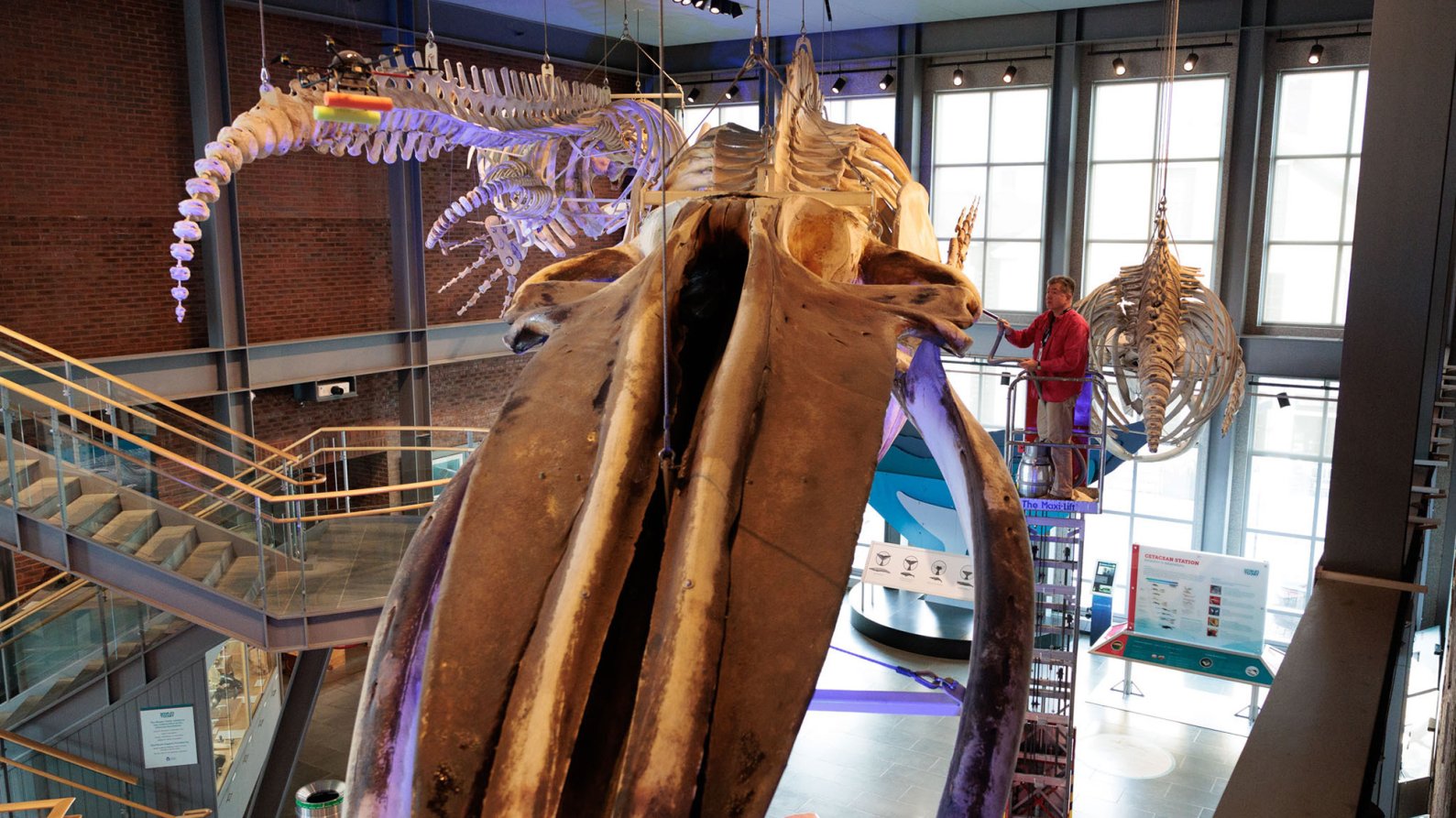 a blue whale skeleton on display at a museum