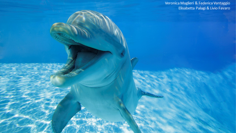 a dolphin in a tank with an open mouth