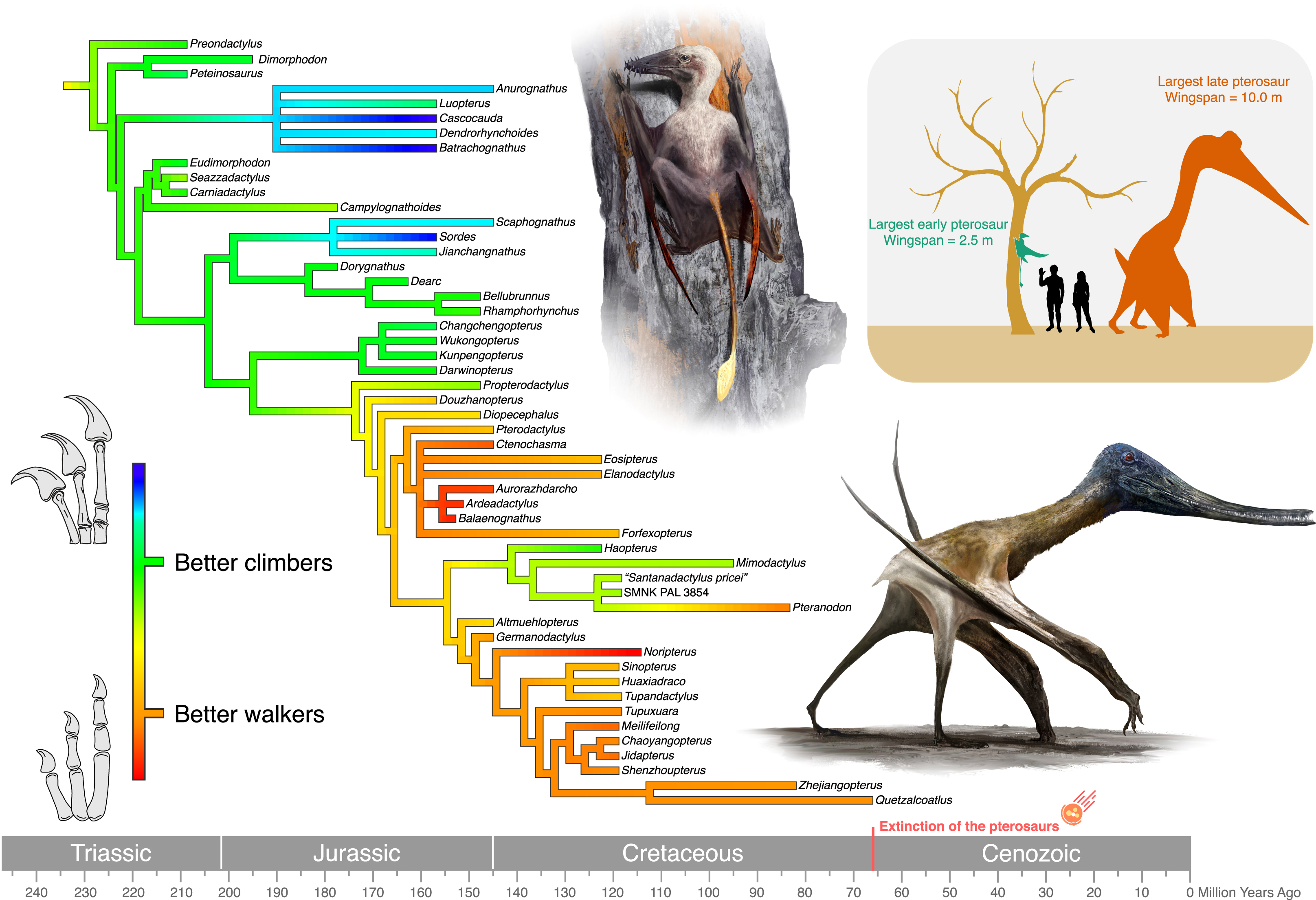 an evolutionary tree illustrating the remarkable transformation of pterosaur hands as they adapted from a climbing lifestyle to one suited for terrestrial movement. Early, long-tailed pterosaurs, which relied on climbing, were limited to smaller body sizes. In contrast, later, short-tailed species that adapted to walking on land were free to grow larger, enabling some to reach giant sizes. 