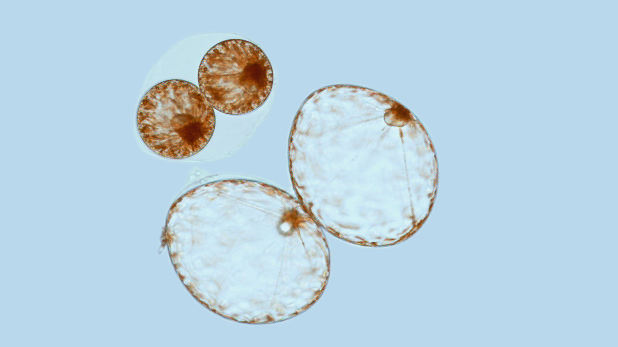 A photograph showing two big and two little Pyrocystis noctiluca.