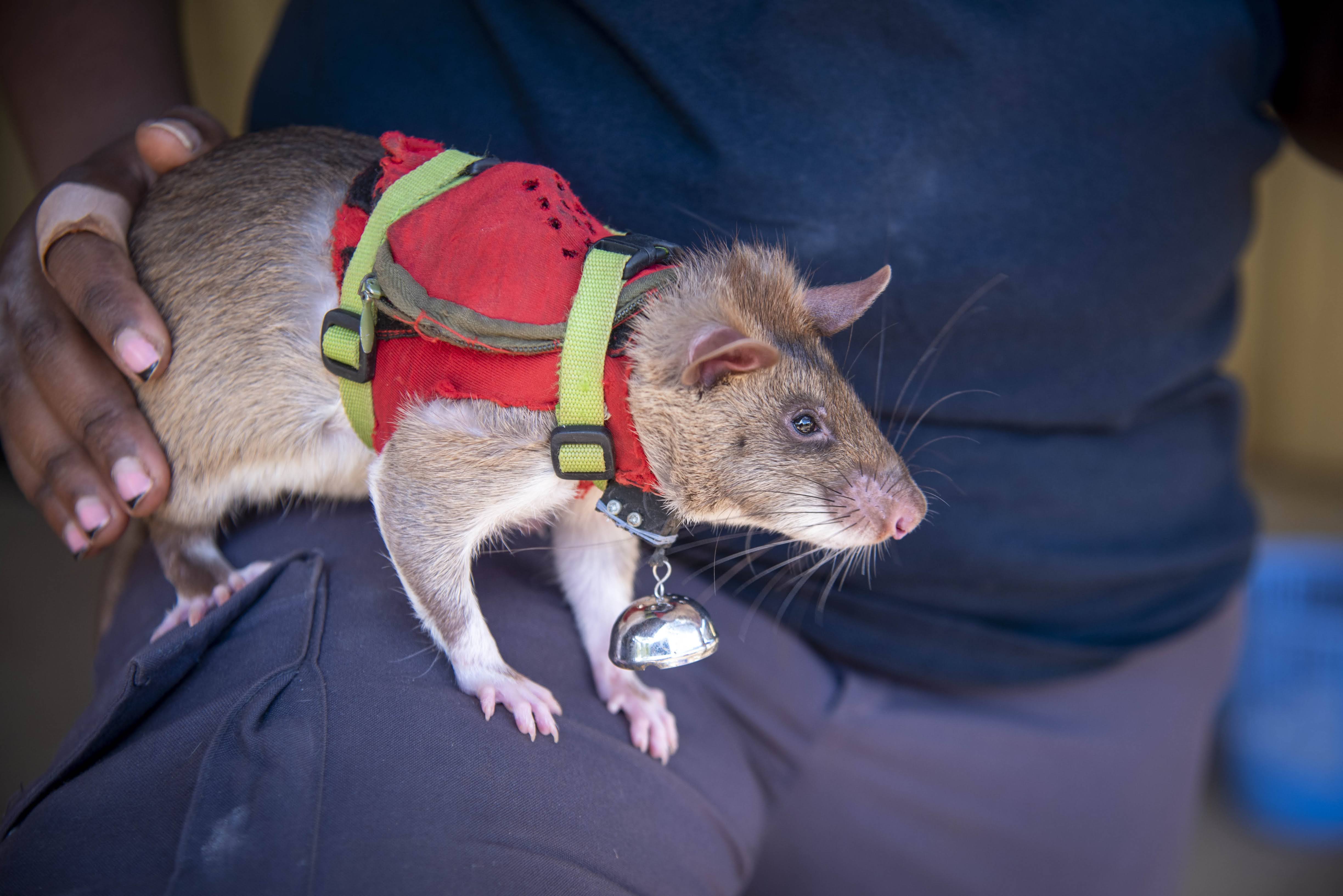 a large rat wearing a red vest with a small bell attached to it sits on a person's lap