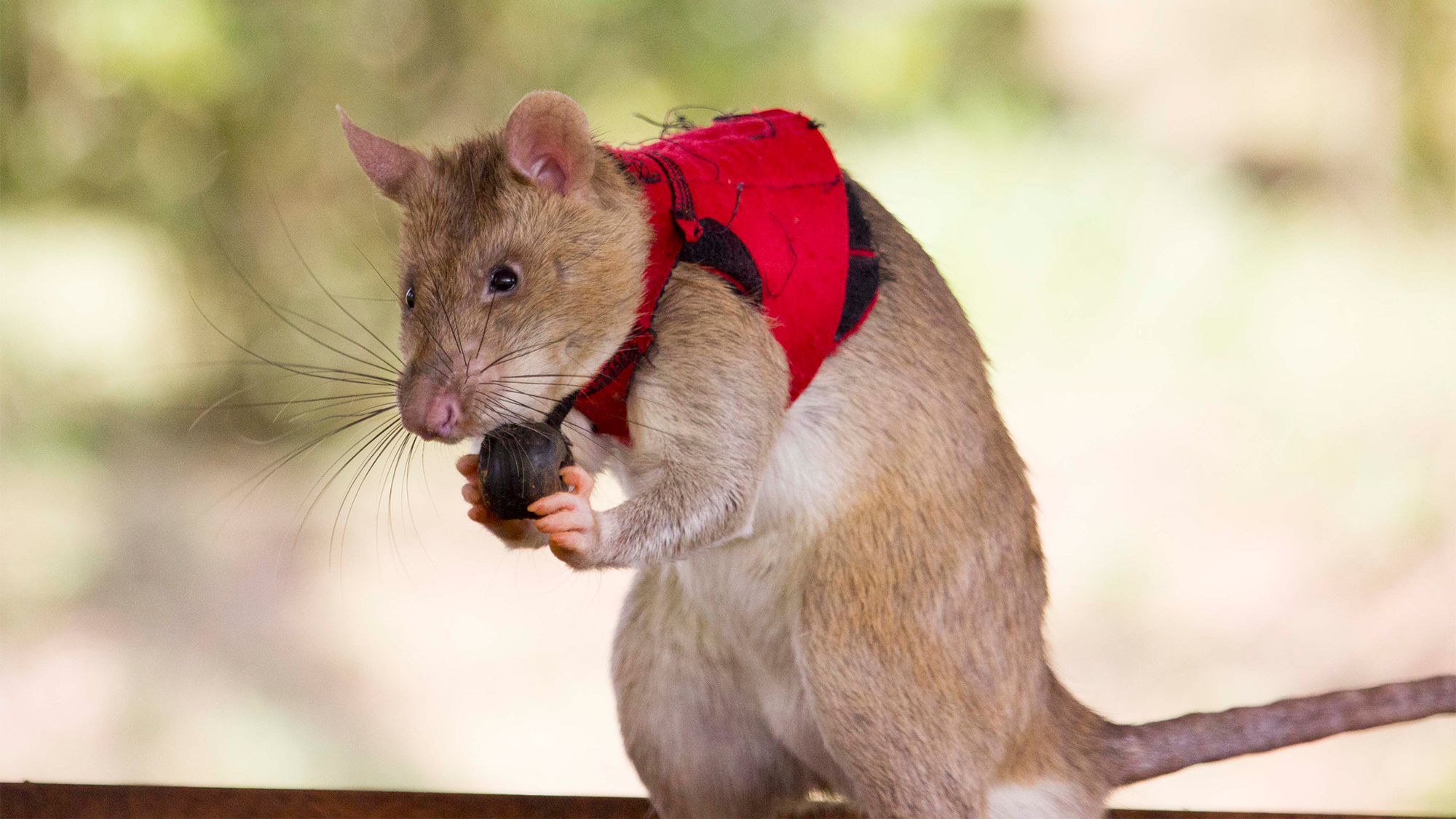 a large rat wearing a red vest holds a dark, round, ball