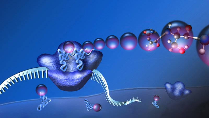 A ribosome in action. As messenger RNA passes through the ribosome (center left), other RNA molecules (bottom left) bring in amino acids that match the instructions in the mRNA. These amino acids are then joined together into a new protein (top right). But might these trusty little protein-making workhorses come in more than one flavor?