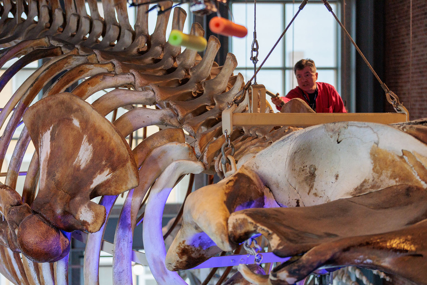 a man wearing a red fleece cleans the bones of a blue whale skeleton