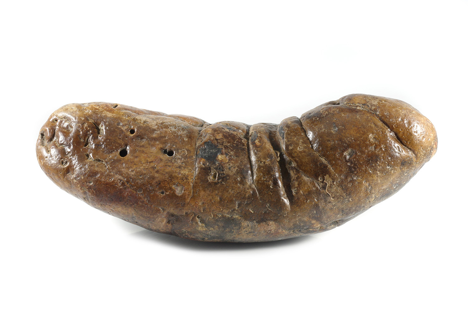 a fossilized piece of poop. it is curved upwards and brown