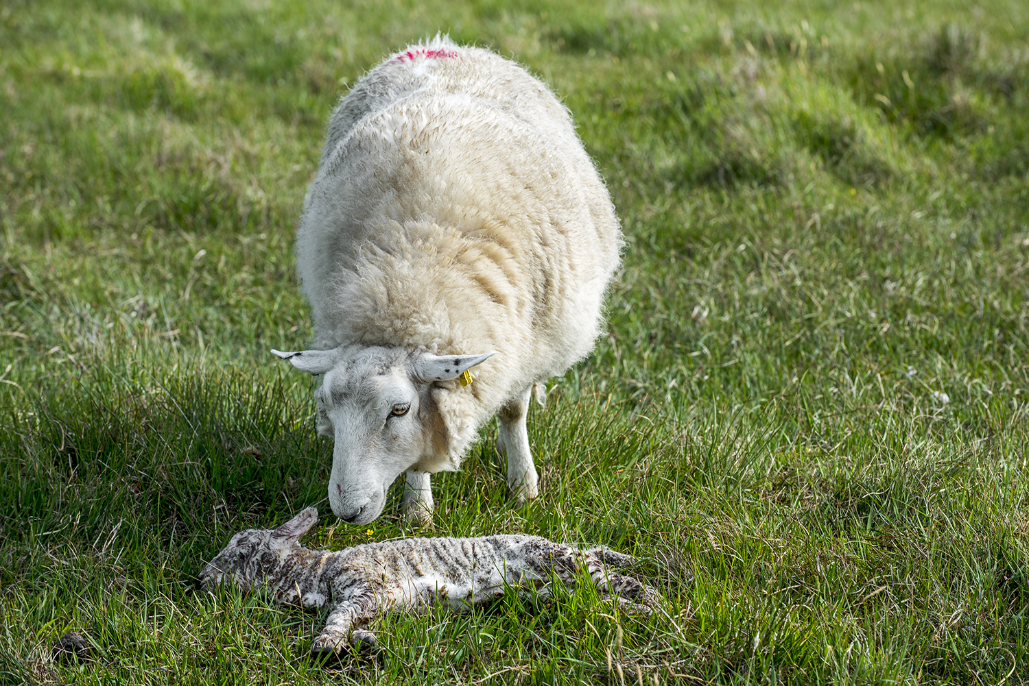 White sheep, ewe sniffing at her dead lamb in meadow in spring. (Photo by: Arterra/Universal Images Group via Getty Images)