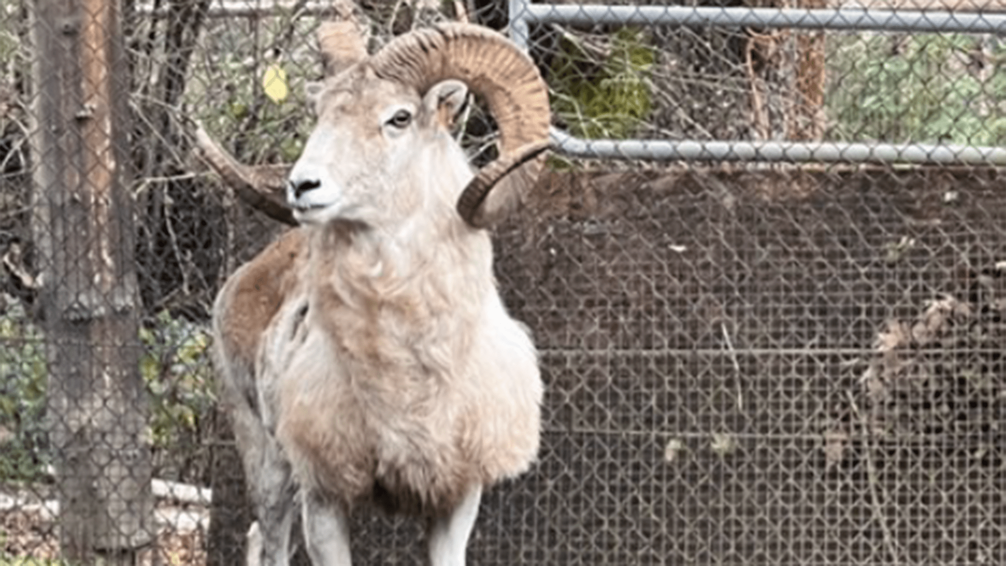 Montana Mountain King sheep