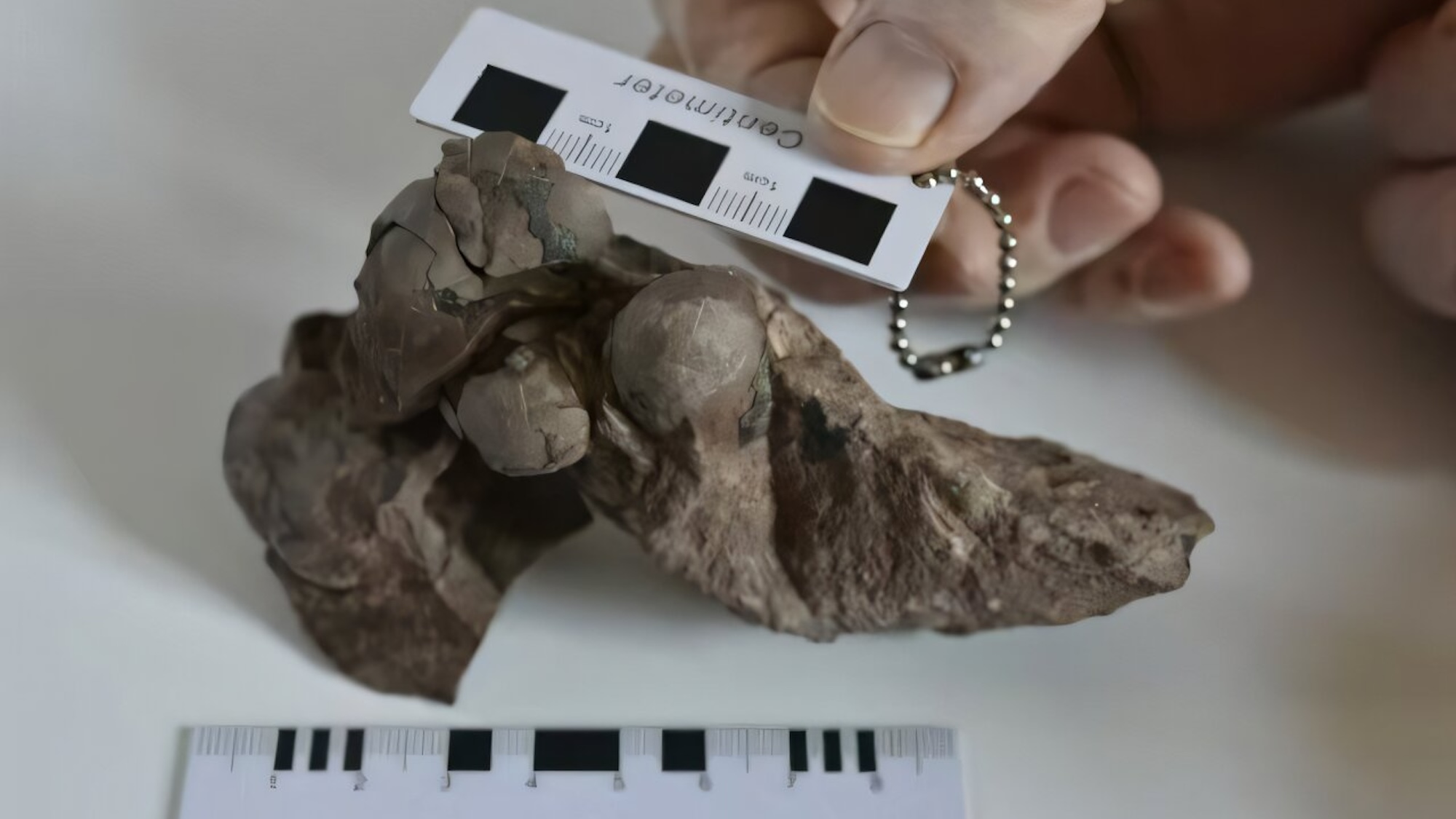 Estos son los huevos de dinosaurio fosilizados más pequeños jamás encontrados