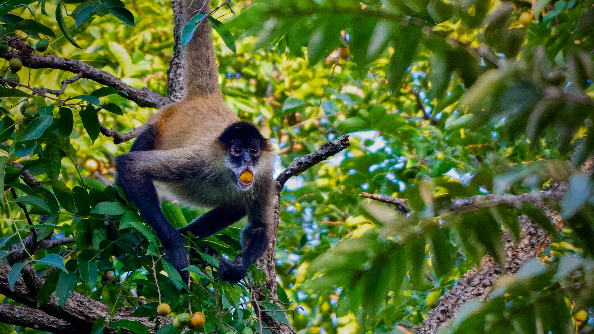 a brown and black spider money sits in a green and leafy tree with a large, round, yellow fruit in its mouth