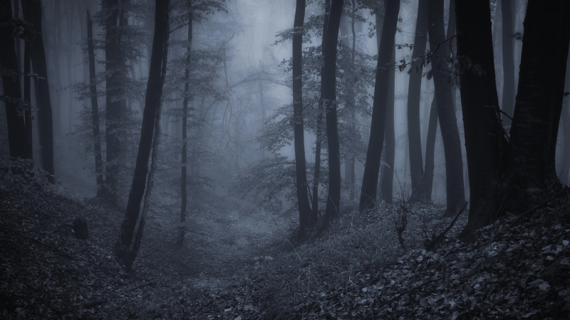 dark woods with fog