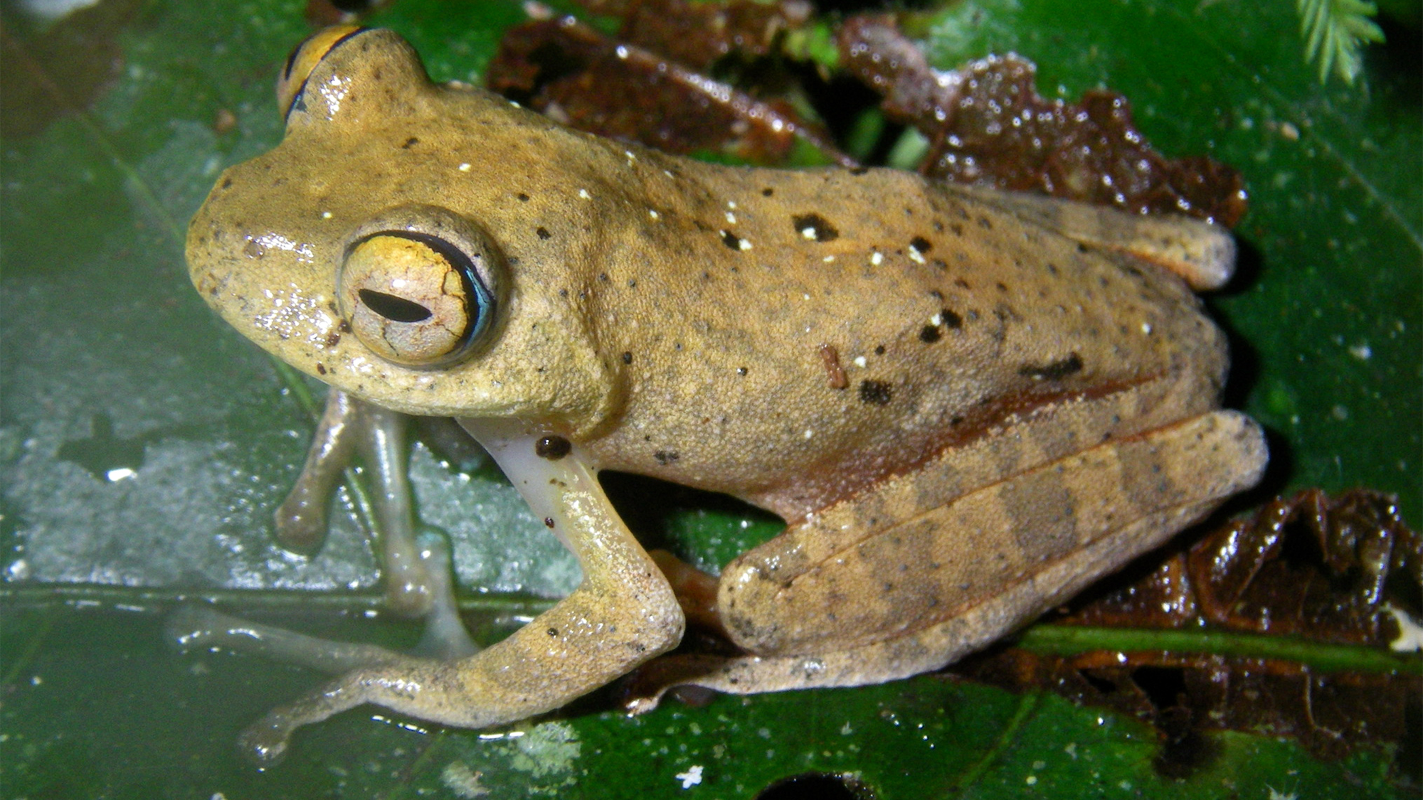 a small frog with light green coloring and dark spots sits on a green leaf