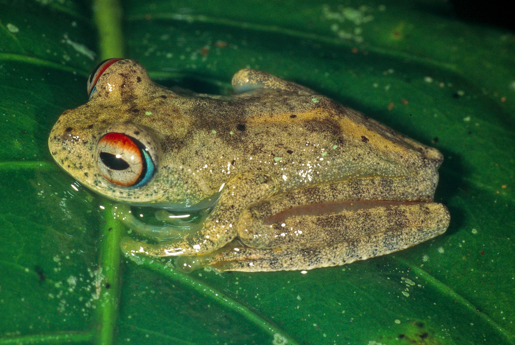 s small frog with light brown and green coloring sits on a green leaf. it also has a bright red spot on its back