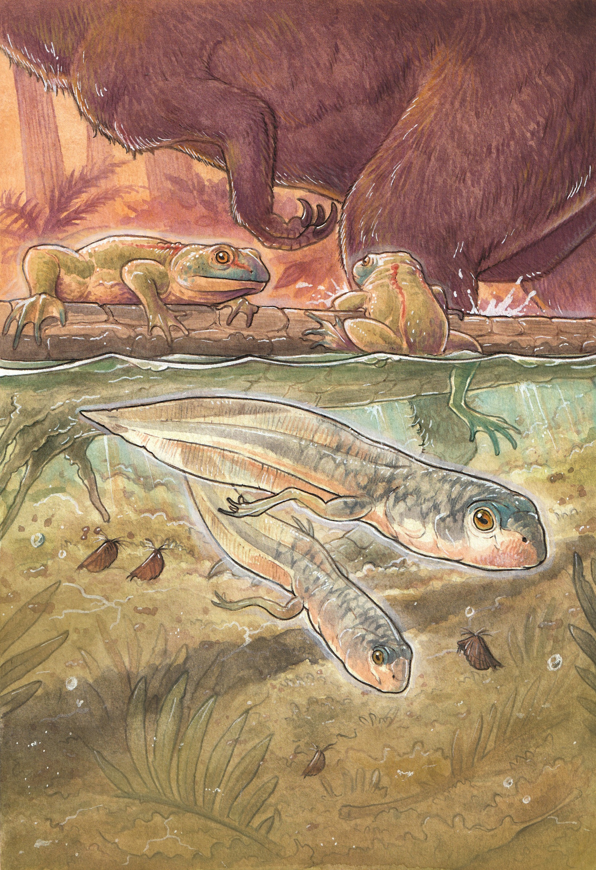 A Rock In Argentina Turns Out To Be The Oldest Tadpole Fossil Ever ...