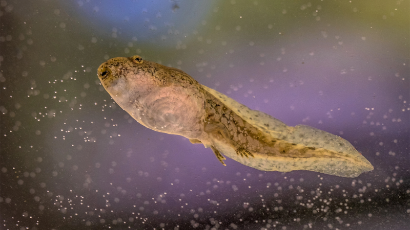 a tadpole swimming