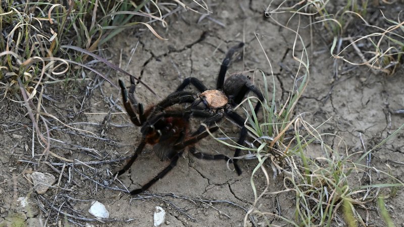 Brown tarantulas mating