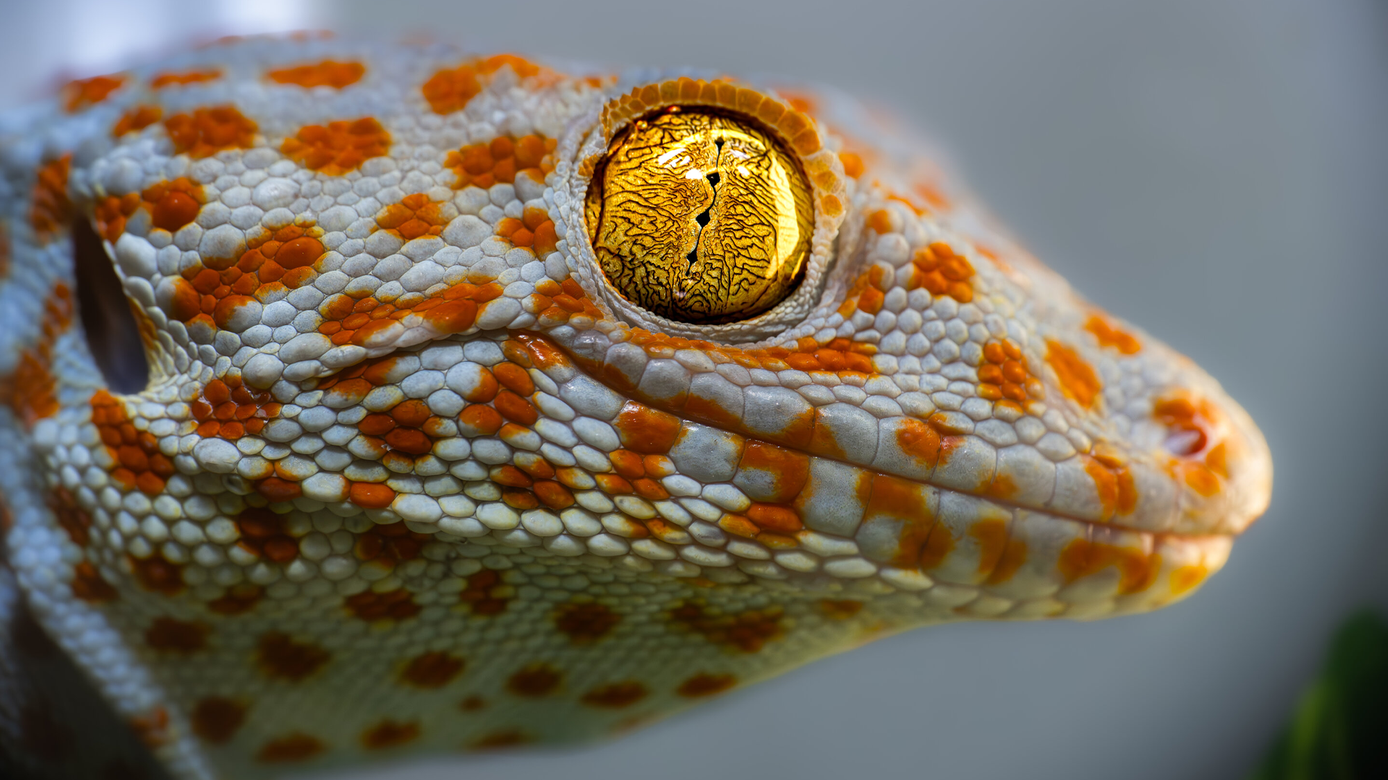 the profile view of a gecko with white scales, bright orange spots, and a large yellow eye