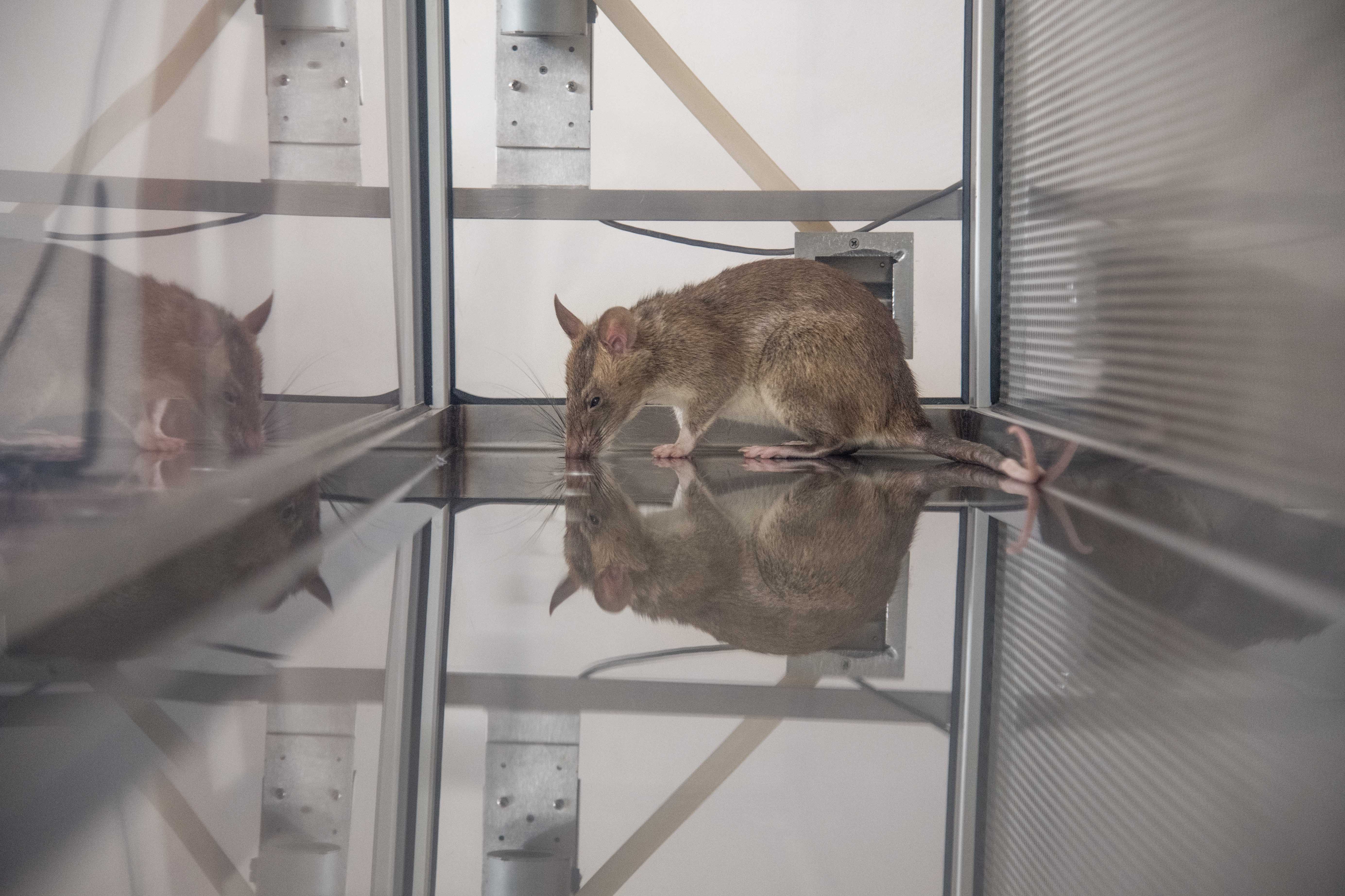 a browin-ish gray rat in a lab learning to smell target scents