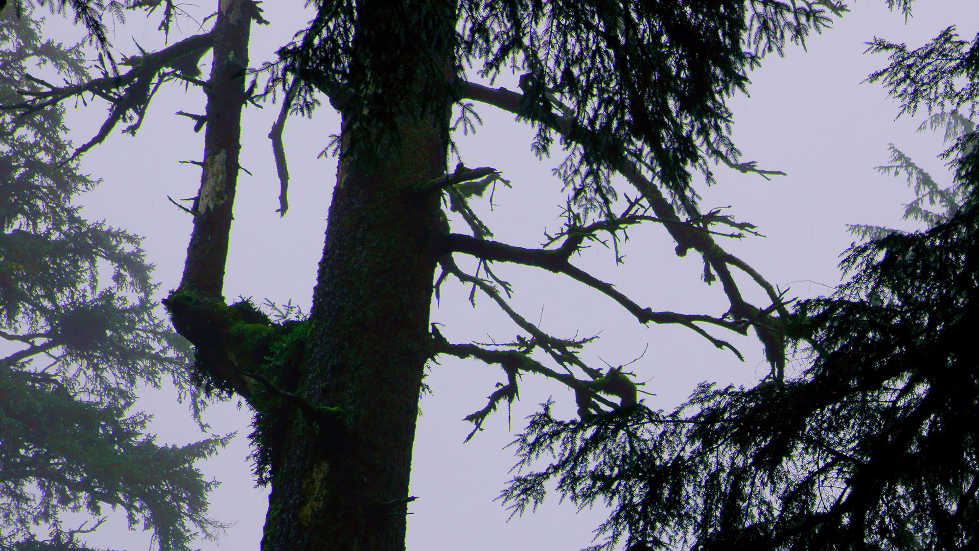 Old growth tree with perfect branching structure for marbled murrelets.