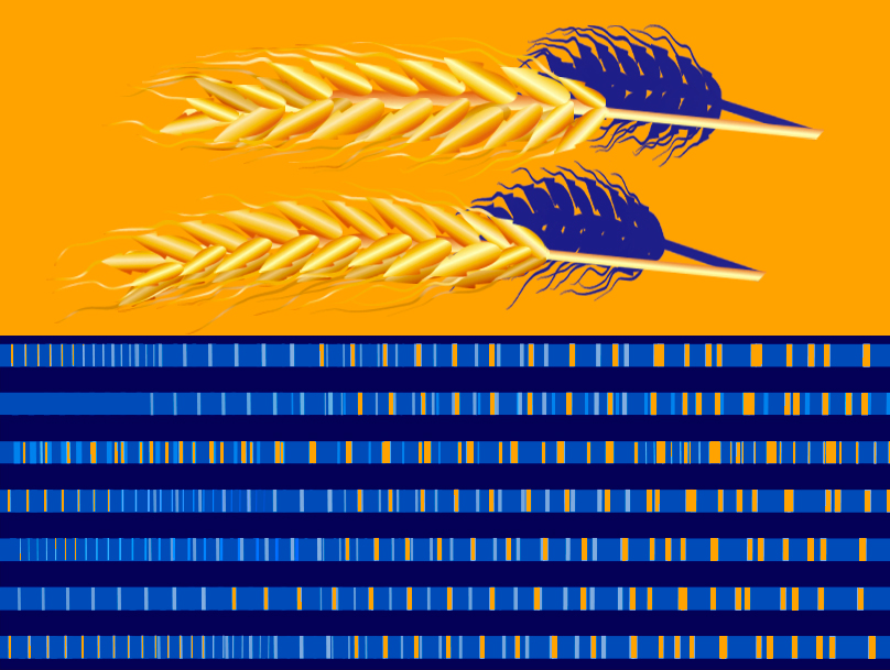 an illustration of two strands of wheat over a genetic sequence