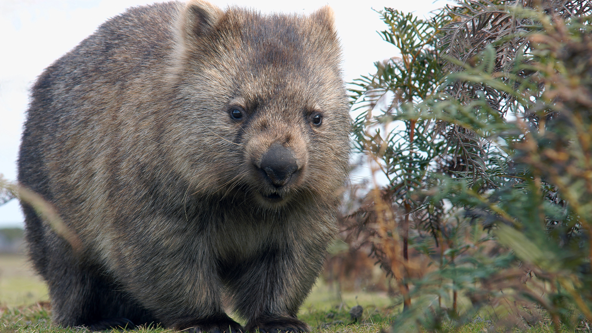 a grayish brown wombat walking next to shrubs