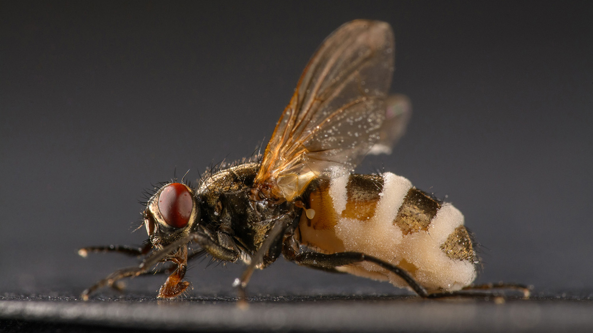 “Zombie” house flies infected with the fungus Entomophthora muscae end up with characteristically swollen and striped abdomens and visible fungal material. The flies die with their wings up and fungal spores can shoot away easily from their corpses.