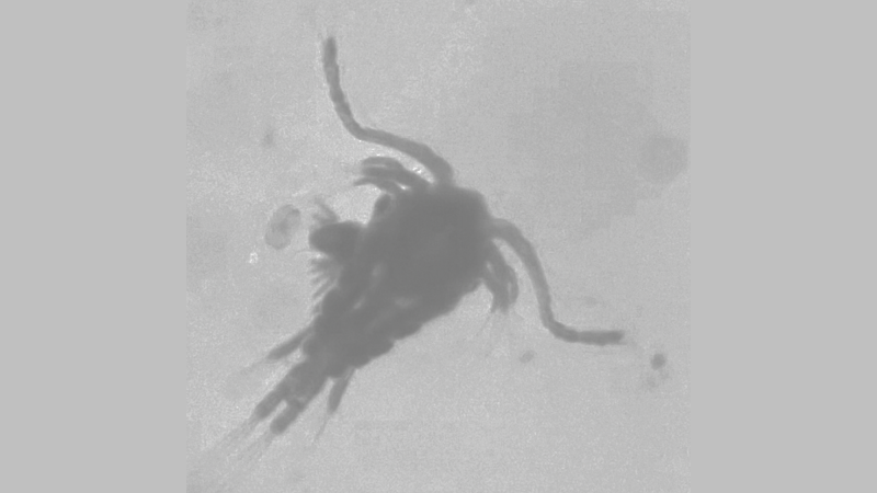 a microscope image of a small crustacean with a round body, two large antennae come from its head, and several small legs