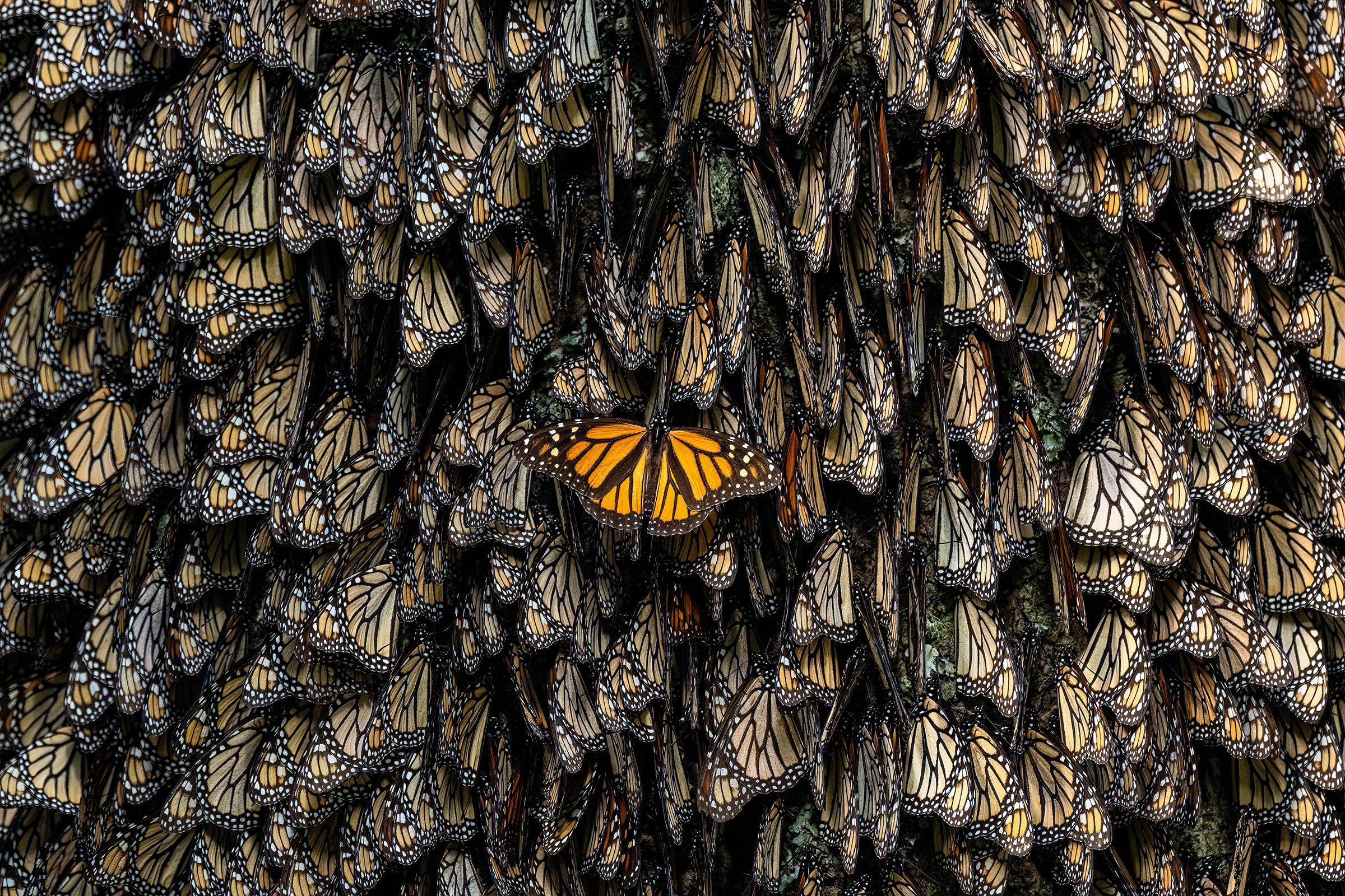 hundreds of butterflies on a wall. one butterfly with its wings open