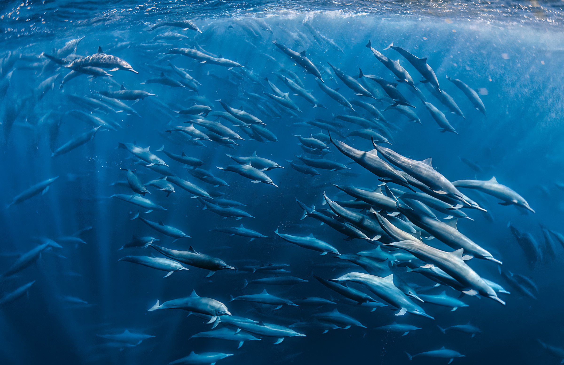 many dolphins swimming underwater