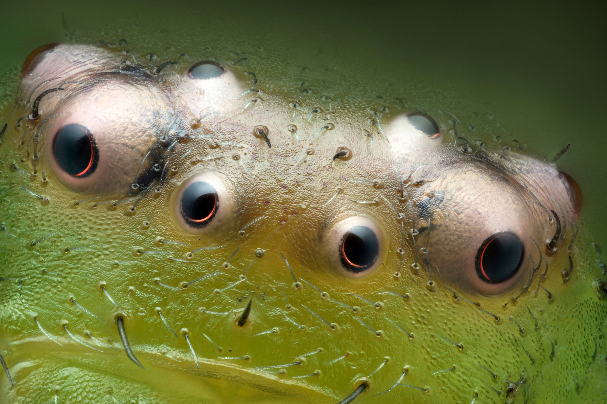 eight black eyes bulge on a green slimy surface