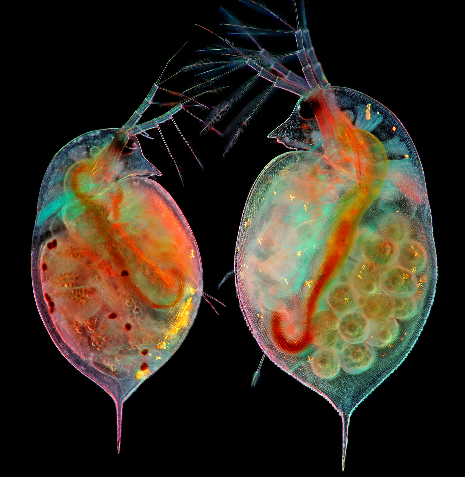 Two daphnia (Daphnia sp.) with embryos (left) and eggs (right).