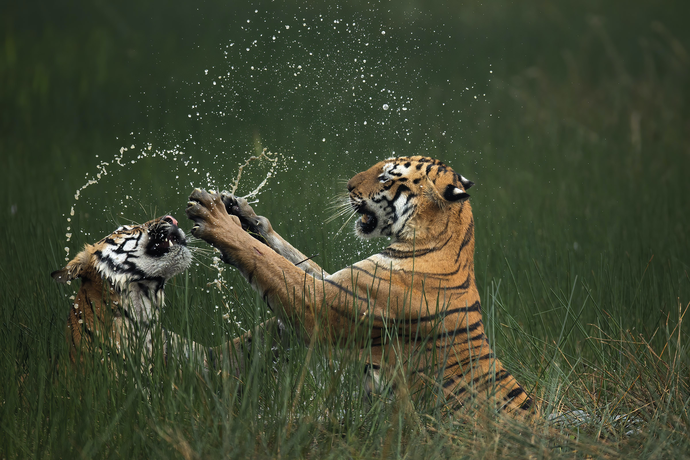 The path to freedom for a tiger cub begins with the challenging duty of defining and protecting its territory. This image portrays pivotal life lessons as the mother imparts fighting skills to her cub providing a masterclass in survival that sets the stage for their fight for freedom. The scenario unraveled elegantly as the tigers gracefully entered the water. I took advantage of the moment to capture their lively interaction. I fine-tuned the shutter speed with precision to capture the dynamic splash of water and the majestic grace of the tigers in motion.