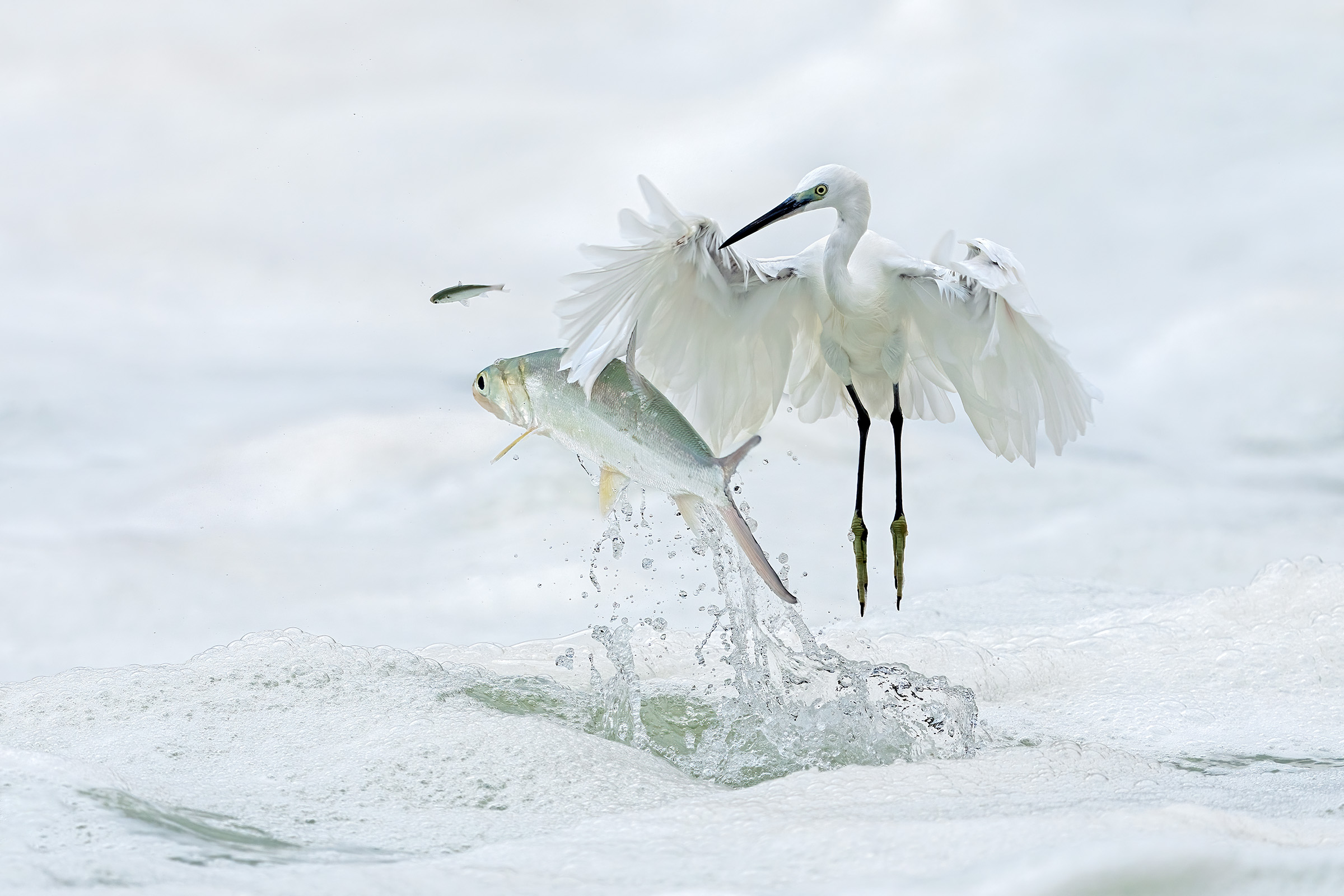 a bird with a fish jumping out of the water