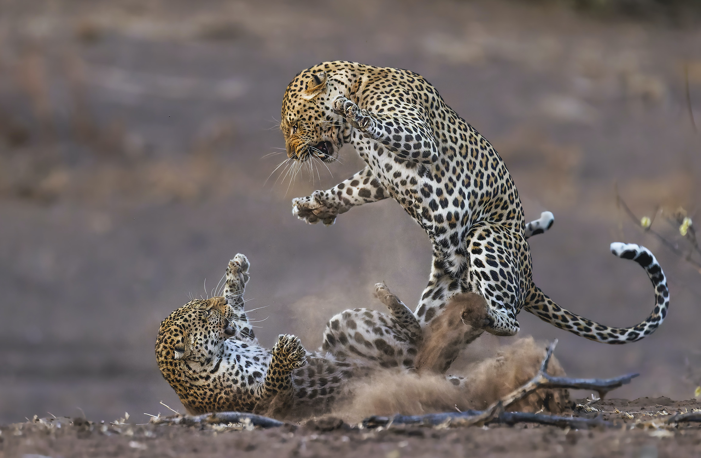 two leopards fighting in dirt