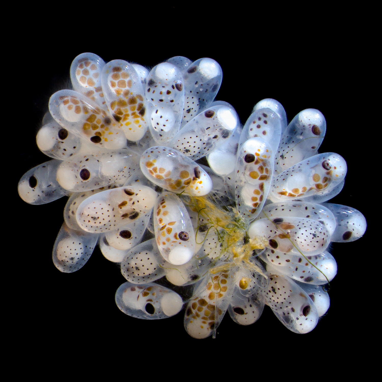 cluster of about 25 oval-shaped translucent eggs in a cluster