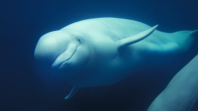 Beluga Whale or White Whale, delphinapterus leucas, Adult