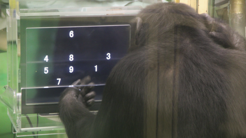 Chimpanzee playing a number-based game on a touch screen