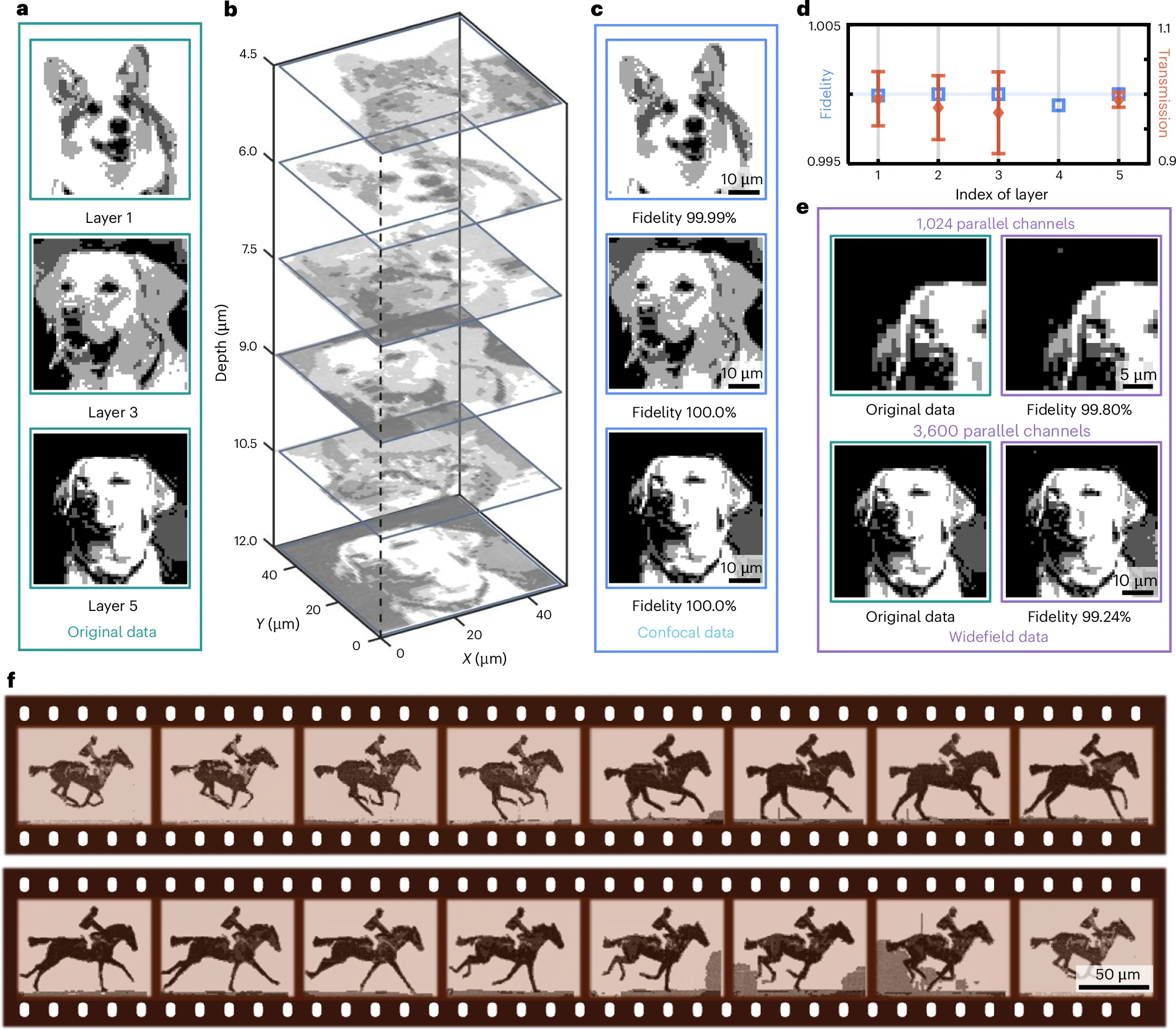 a, Original data for 4D multi-layer data storage. Each image has four levels of fluorescence intensity. b, Restored data of 4D data storage in a diamond storage medium by a confocal microscope. c, Specific display of the restored data in b. d, Fidelity and transmission of difference layers. The multi-layers are written from bottom to top so that the fluorescence intensities of each layer without or with other layers’ cover are obtained and compared to get the transmission. The transmission of each layer is given by the statistical average of five randomly sampled storage units. The fidelity is given by statistical average of all storage unit points (60 × 60). Error bars represent standard deviation, and the standard deviation of fidelity is less than the markers. e, Restored data via the widefield parallel readout. The restored data are given after denoising, intensities correction and intensities decoding. f, Data restored from a diamond storage medium of The Horse in Motion (the first film in the world; Eadweard Muybridge, 1887). Credit: images in a–c,e, Pixabay.