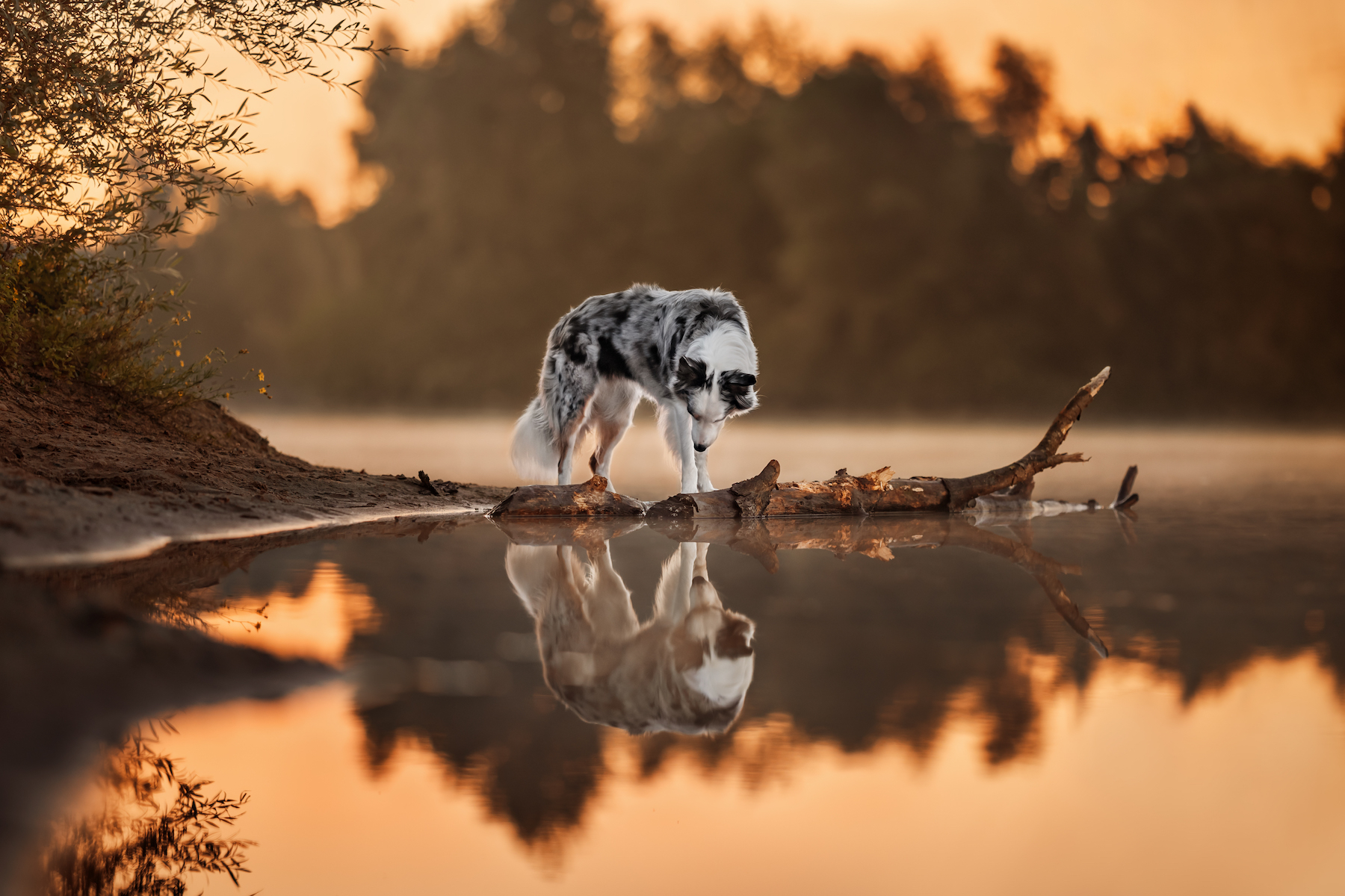 a sheepdog stands on a log in a still lake, looking at its reflection. the sun rises in the background creating an orange light