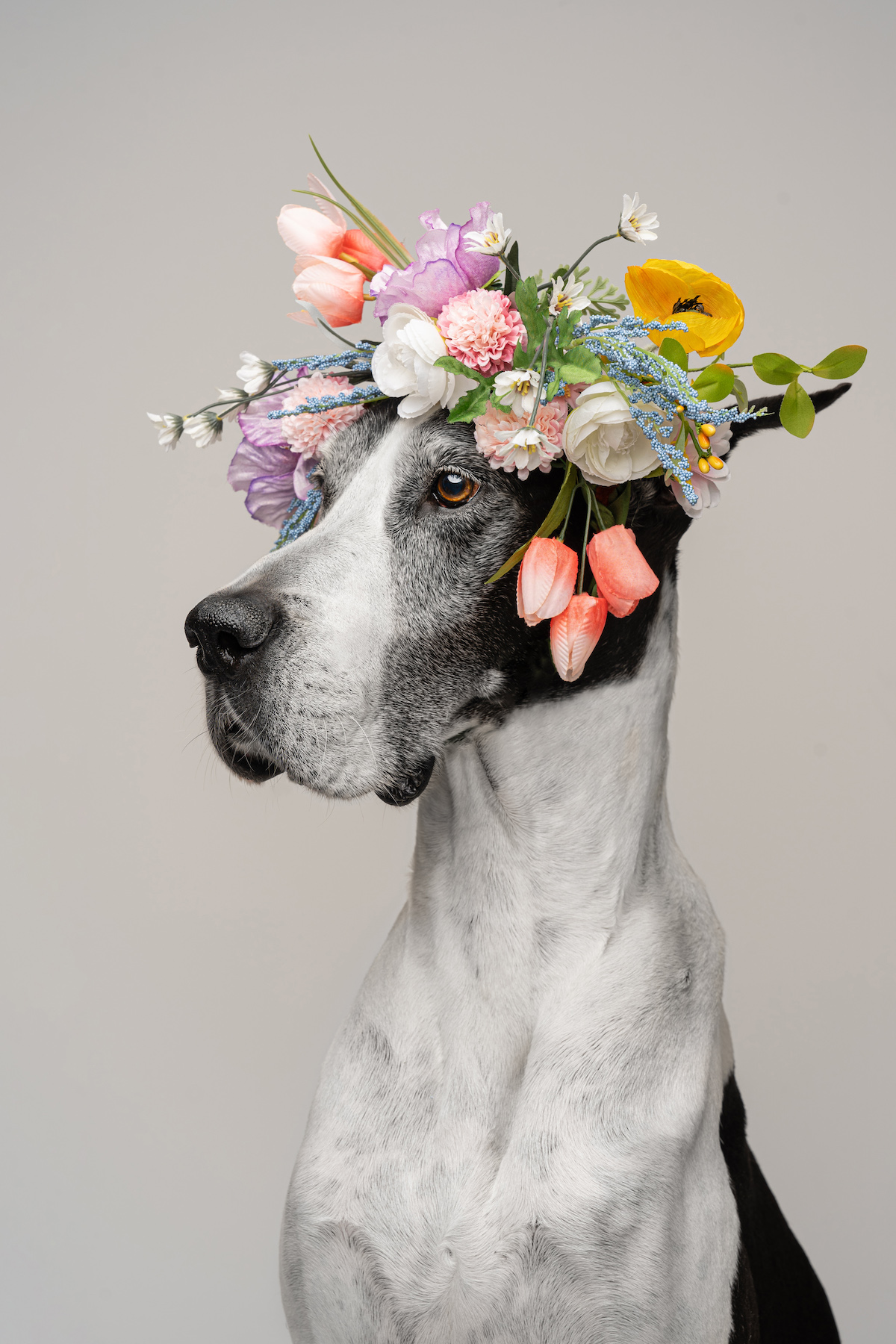 a large dog with a flower crown