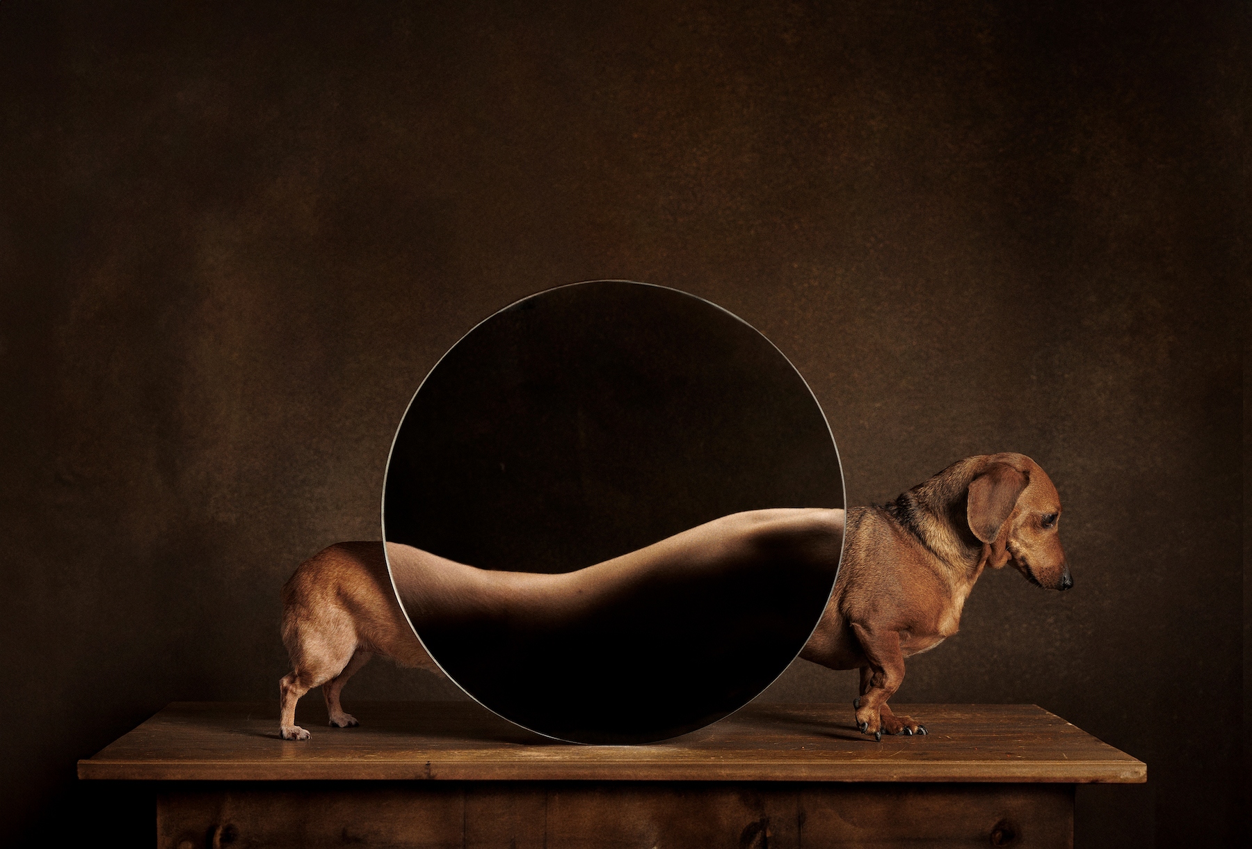 a weiner dog stands in front of a photograph of a human's back, creating an illusion