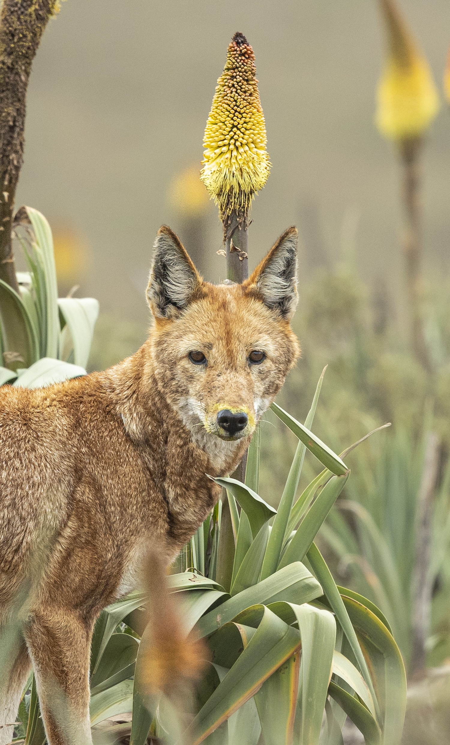 Ethiopian wolf staring at camera with yellow pollen on muzzle and nose